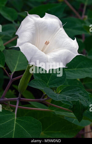 Devil's Trompete Blume (Datura metel). Auch bekannt als Metel, Downy thorn Apple und Füllhorn. Stockfoto