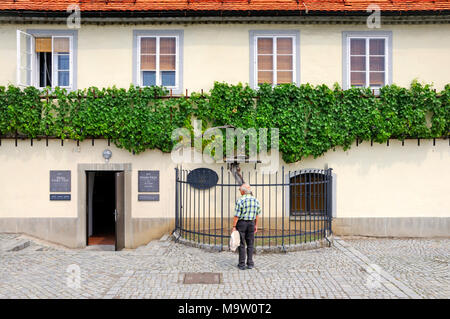 Stajerska Maribor, Slowenien. Die Stara trta - älteste Weinrebe der Welt. Über 400 Jahre alt und im Guiness Buch der Rekorde. (Zametna crnina, Sorte Stockfoto