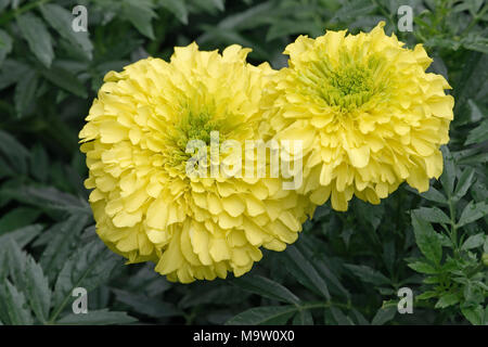 Mexikanische studentenblume (Tagetes erecta). Auch als Aztec Ringelblume und African Marigold auch bekannt. Stockfoto