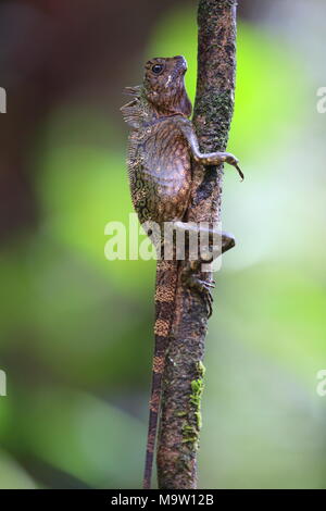 Borneo anglehead Lizard oder Borneo Wald Drache (Gonocephalus bornensis) in Boroneo, Malaysia Stockfoto