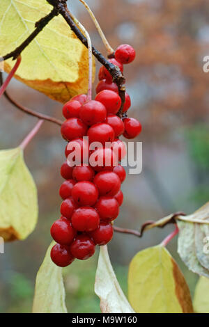 Magnolia - weinstock (Schisandra chinensis). Auch als Chinesische Magnolia - Rebe und chinesischen Schisandra bekannt. Stockfoto