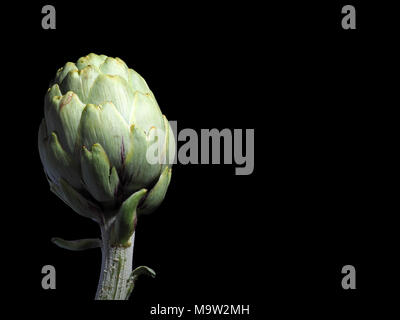 ALCACHOFA - artischocke Die Artischocke (Cynara Scolymus) ist ein Gemüse. Der genießbare Teil ist die Blütenknospen, bevor sie in die Blüte zu kommen. Stockfoto