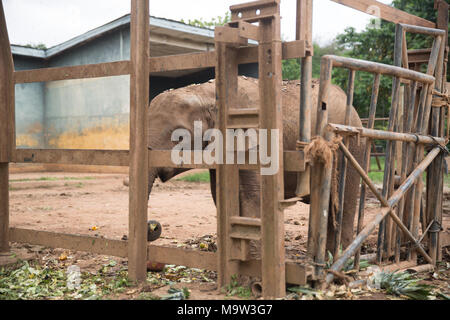 Ein Afrikanischer Elefant in Kumasi Zoo, zentralen Ghana. Europäische Zoos, wie Colchester Zoo in Großbritannien, haben eine zookeeper Beratung Programm der Zoo in den Tierschutz zu verbessern, und pädagogischen Ressourcen im Zoo zu unterstützen begonnen. Es hat rund 40 verschiedene Arten innerhalb der Sammlung, darunter Schimpansen, Elefanten, Schildkröten, Affen und Krokodilen. Stockfoto