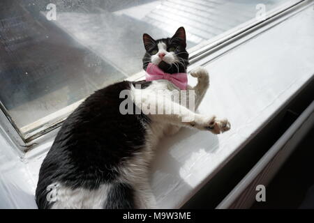 Schwarze & Weiße Katze Modellierung Pink Bow Tie & Gläser Stockfoto