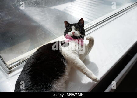 Schwarze & Weiße Katze Modellierung Pink Bow Tie & Gläser Stockfoto