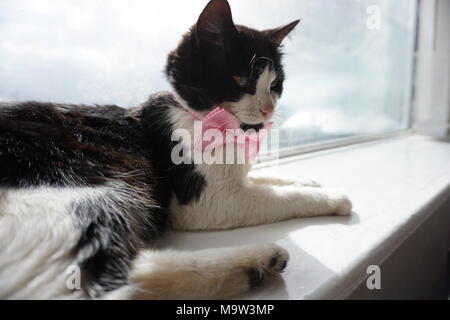 Schwarze & Weiße Katze Modellierung Pink Bow Tie & Gläser Stockfoto