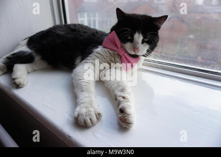 Schwarze & Weiße Katze Modellierung Pink Bow Tie & Gläser Stockfoto