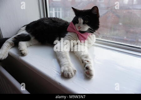 Schwarze & Weiße Katze Modellierung Pink Bow Tie & Gläser Stockfoto