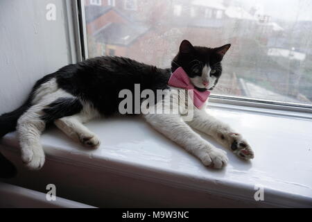 Schwarze & Weiße Katze Modellierung Pink Bow Tie & Gläser Stockfoto