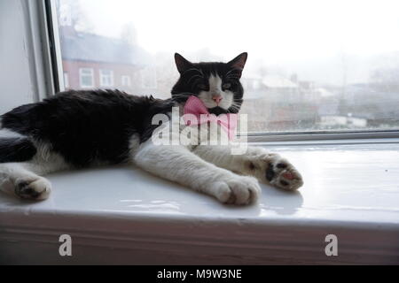 Schwarze & Weiße Katze Modellierung Pink Bow Tie & Gläser Stockfoto