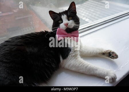 Schwarze & Weiße Katze Modellierung Pink Bow Tie & Gläser Stockfoto