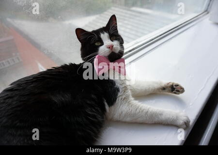 Schwarze & Weiße Katze Modellierung Pink Bow Tie & Gläser Stockfoto