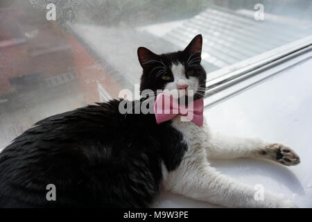 Schwarze & Weiße Katze Modellierung Pink Bow Tie & Gläser Stockfoto