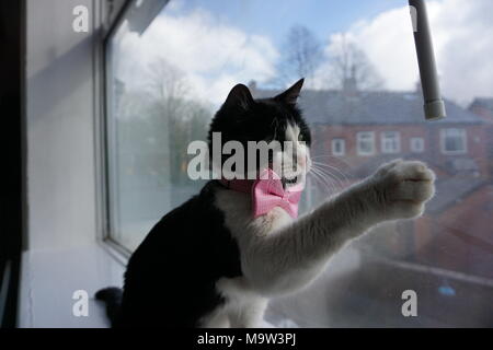 Schwarze & Weiße Katze Modellierung Pink Bow Tie & Gläser Stockfoto