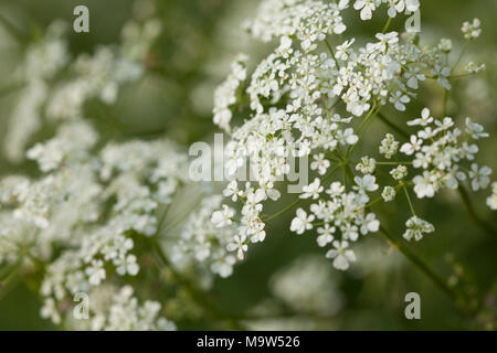 Die zarte Spitze - wie Blume Staats Kuh Petersilie (Anthriscus sylvestris) durch sanften Abendlicht in einer Hecke Northamptonshire, England lit. Stockfoto
