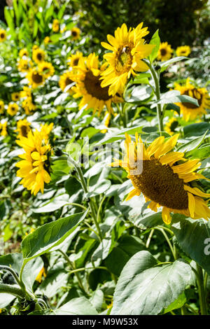 Allgemeine Ansicht, ein Feld mit Sonnenblumen in der Sonne. Stockfoto