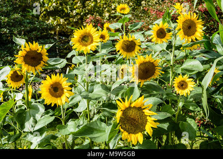 Ein Feld mit Sonnenblumen in der Sonne. Stockfoto
