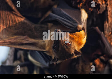 Bat hängen vom Baum auf den Kopf, mit Sonnenuntergang. Stockfoto