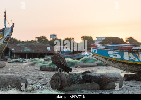 Ein Hooded Vulture sitzt auf einem Log in einem Hafen am Cap Skirring, der Casamance, Senegal. Stockfoto