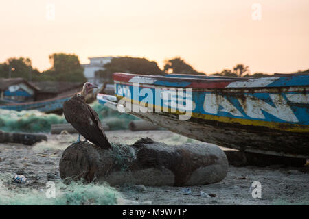 Ein Hooded Vulture sitzt auf einem Log in einem Hafen am Cap Skirring, der Casamance, Senegal. Stockfoto