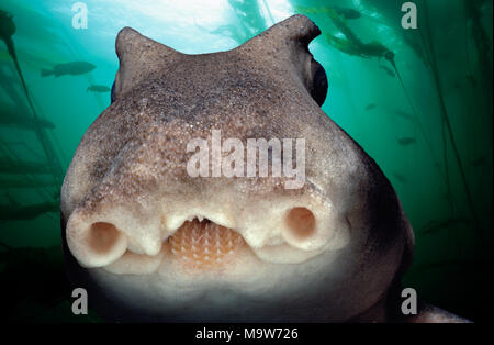 Angesichts des Port Jackson Hai (Heterodontus portjacksoni) Nachts, Südaustralien - Großen Australischen Bucht. Dieses Bild wurde digital zu r geändert Stockfoto