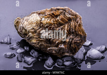 Frische Austern mit Schatten auf dunklem Hintergrund. Freistellungspfaden. Stockfoto