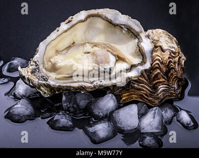 Frische Austern mit Schatten auf dunklem Hintergrund. Freistellungspfaden. Stockfoto