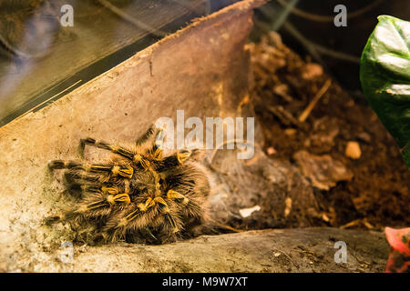 Tarantula (Grammostola pulchripes) im Terrarium. Stockfoto