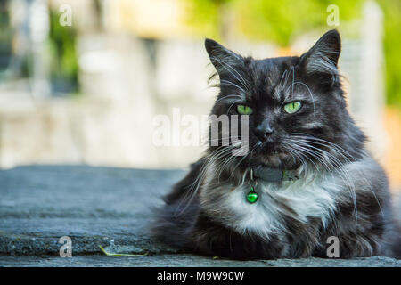 Green Eyed schwarze Katze mit grünen Halskette Stockfoto