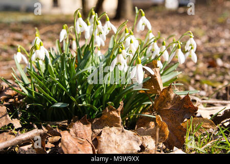 Schneeglöckchen (Galanthus nivalis) - Frühling Symbol - im Park in sonniger Tag (Polen) Stockfoto