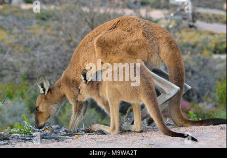 Mutter und Baby (joey) westliche graue Kängurus auf dem Campingplatz in Lucky Bay im Cape Le Grand National Park an der Südküste von Westaustral Stockfoto