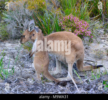 Mutter und Baby (joey) westliche graue Kängurus auf dem Campingplatz in Lucky Bay im Cape Le Grand National Park an der Südküste von Westaustralien Stockfoto