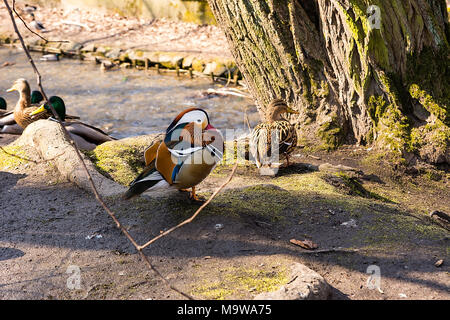 Mandarinente (Aix galericulata) im City Park (Krzeszowice, Polen) Stockfoto