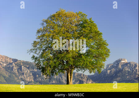 Single big Buche im Feld mit perfekter Baumkrone. Stockfoto