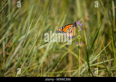 Ein monarch butterfly Nektar trinken. Stockfoto