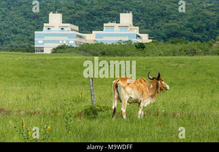 Floripa, Brasilien. Januar, 2018. Braun Kuh grasen in einer städtischen Region im Sommer. Stockfoto