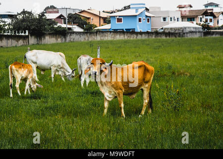 Floripa, Brasilien. Januar, 2018. Kühe grasen in einer städtischen Region im Sommer, einer von ihnen in die Kamera schaut. Stockfoto