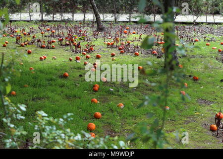 Eine Menge reifen Orangen liegen auf einer grünen Wiese, gefallene Früchte Stockfoto