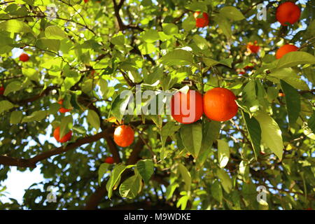 Reifen orangen Hängen an einem Baum, Sonnenlicht auf die Früchte und Blätter, Sevilla Stockfoto