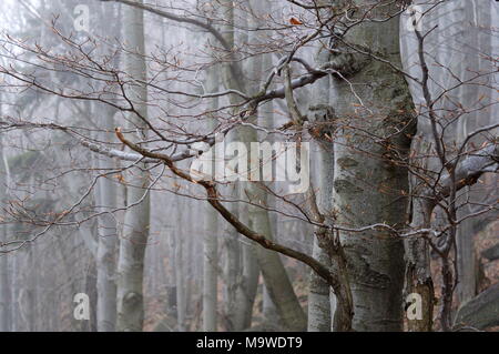 Eine alte - Wachstum Europäischer Buchenwald auf den felsigen Hängen des Jizerske hory Mts., Tschechien, National Nature Reserve Jizerskohorske buciny. Stockfoto