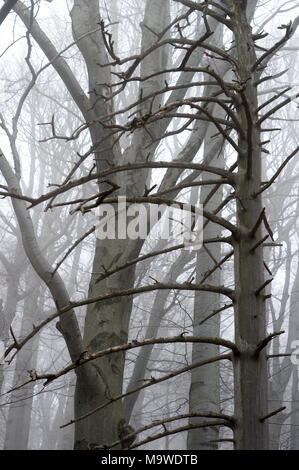 Eine alte - Wachstum Europäischer Buchenwald mit einem toten Norwegen auf den felsigen Hängen des Jizerske hory Mts Fichte., Tschechien, National Nature Reserve Jiz Stockfoto