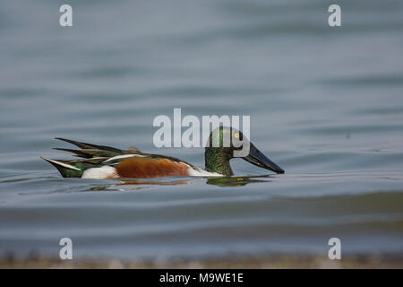 Northern Shoveler (Anas clypeata, Spatula clypeata) Auf der Suche nach Nahrung im See Stockfoto