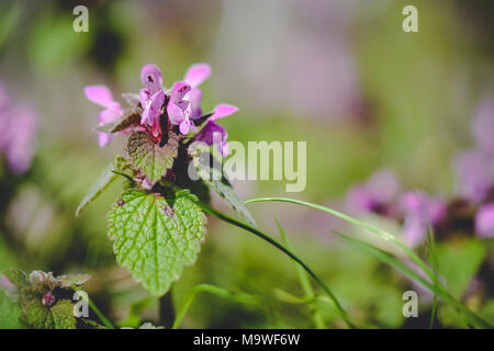 Nahaufnahme eines Lamium purpureum gegen verträumt Hintergrund Stockfoto