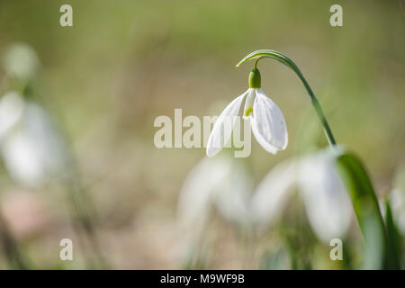 Schneeglöckchen Blüte gegen verschwommenen Hintergrund, Platz für Text Stockfoto