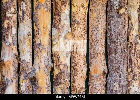 Hölzerne Wand aus Protokollen als Hintergrund Textur mit Baumrinde Stockfoto