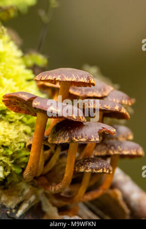 Hypholoma brunneum Pilz in Kahurangi National Park, South Island, Neuseeland Stockfoto