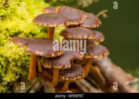 Hypholoma brunneum Pilz in Kahurangi National Park, South Island, Neuseeland Stockfoto