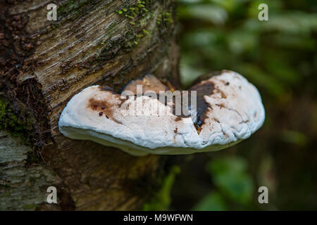 Fomitopsis pinicola, Braun krümelig Rot in der Kahurangi National Park, South Island, Neuseeland Stockfoto