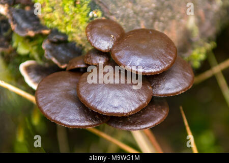 Hypholoma brunneum Pilz in Kahurangi National Park, South Island, Neuseeland Stockfoto