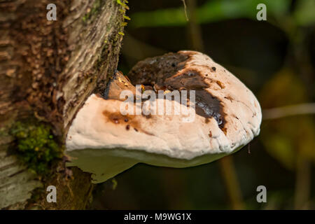 Fomitopsis pinicola, Braun krümelig Rot in der Kahurangi National Park, South Island, Neuseeland Stockfoto